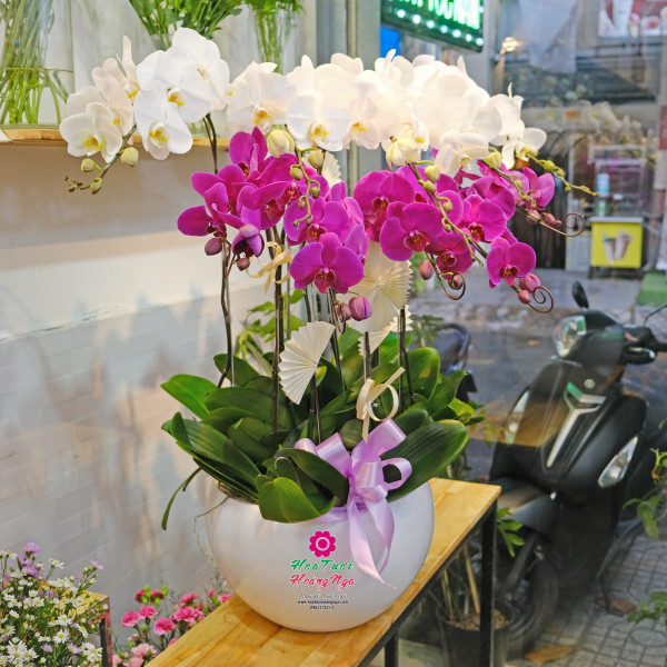Chậu lan hồ điệp 10 cành trắng tím sang trọng 4