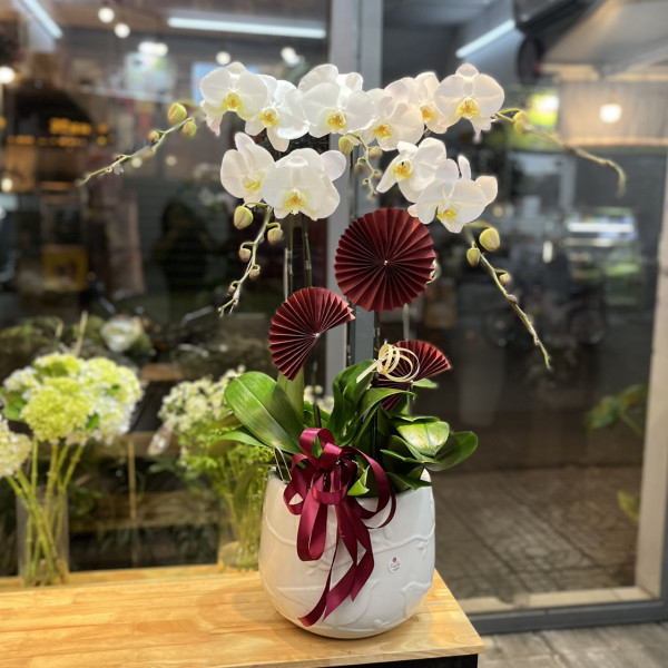 Chậu Lan Hồ Điệp 5 Cành Trắng 4
